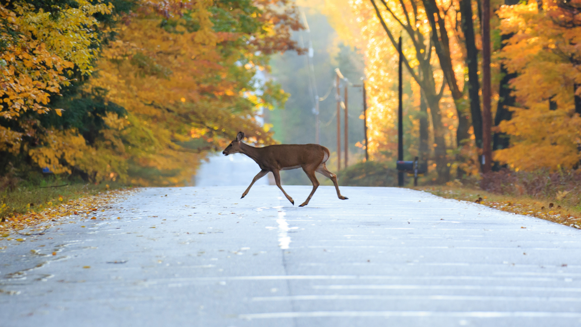 Deer crossing the road